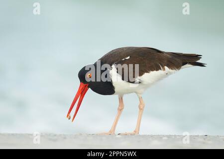 Oystercatcher américain (Haematopus palliatus) adulte, se nourrissant sur la plage, Floride (U.) S. A. Banque D'Images