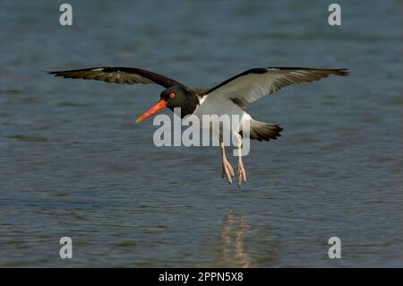 Oystercatcher américain (Haematopus palliates) adulte, en vol au-dessus de l'eau, Floride (U.) S. A. Banque D'Images