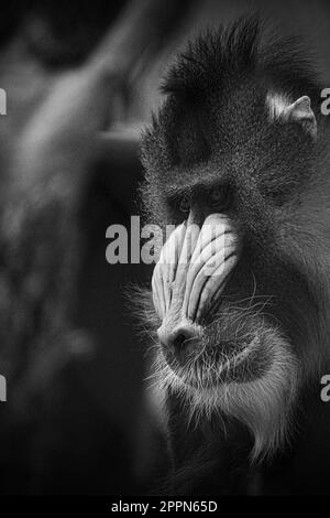 Un cliché vertical d'un singe mandrill avec un visage expressif Banque D'Images