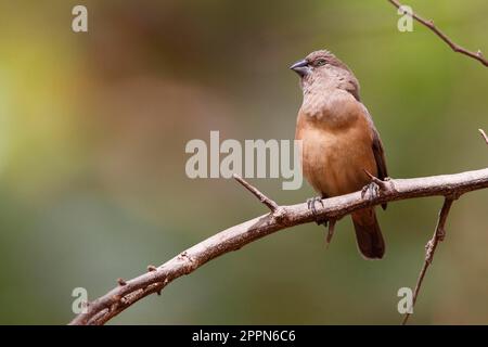 Spermétes cucullata, finches, oiseaux chanteurs, animaux, oiseaux, Bronze munia (Lonchura cucullata) femelle adulte, perchée sur la branche, Gambie Banque D'Images