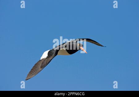 Magellanic Oystercatcher (Haematopus leucopodus) adulte, en vol, Tierra del Fuego N. P. Argentine Banque D'Images