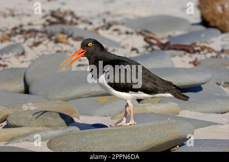 Magellanic magellanic oystercatcher (Haematopus leucopodus) adulte, appelant, debout sur les galets de plage, Nouvelle-île, îles Falkland Banque D'Images