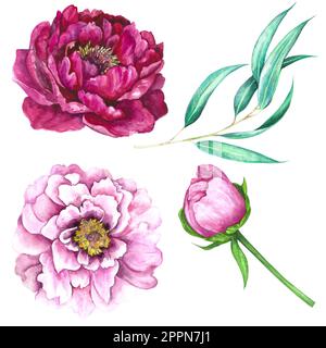 Ensemble d'illustrations aquarelles de fleurs rose magenta, de bourgeons de pivoine et de feuilles d'eucalyptus isolées sur fond blanc. Banque D'Images