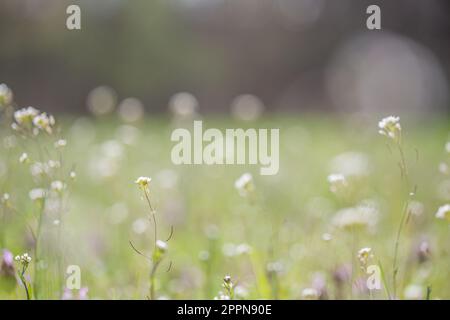 Arabidopsis thaliana (thale cresson) petite plante modèle de mauvaises herbes sur un champ Banque D'Images