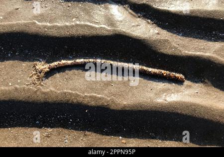 Ver de maçon de sable, Lanice conchilega, espèce de polychète marin terriers tube partiel sur la plage composé de grains de sable cimentés et de fragments de coquillages Banque D'Images