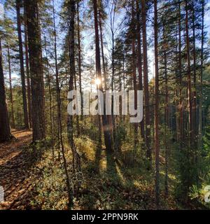 Une vue panoramique sur une forêt, avec le soleil qui brille à travers les arbres, mettant en évidence les feuilles vertes luxuriantes Banque D'Images