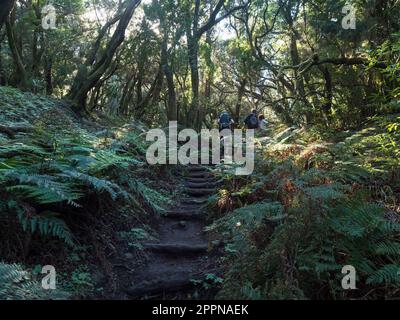 Groupe de randonneurs, touristes sur un sentier étroit à travers la forêt de laurisilva avec des lauriers et des fougères mossy tordus. Parc national de Garajonay, Raso Banque D'Images
