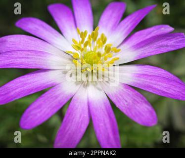 Gros plan extrême d'une fleur de landa d'Anemone rose Banque D'Images