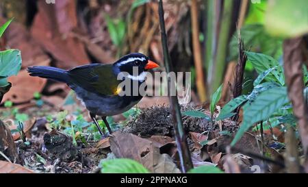 Bruant à l'orange, magnifique oiseau du Costa Rica Banque D'Images