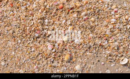 De nombreuses petites coques de mer se trouvent sur le sable. Mer, plage. Vue de dessus. Banque D'Images