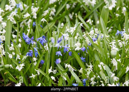 Fleurs de printemps bleu vif et blanc de calmar, scilla siberica et scilla siberica alba dans le jardin du Royaume-Uni avril Banque D'Images