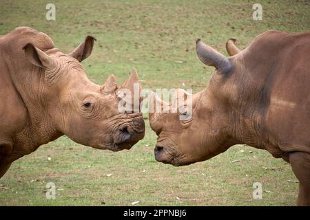 Deux rhinocéros se faisant face l'un à l'autre de la tête à la tête. Herbe, détail corne, tête, rage, défi, puissance Banque D'Images