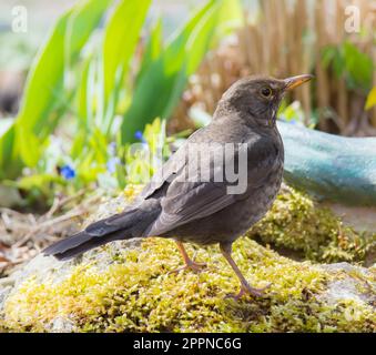 Une femme libre de blackbird eurasien Banque D'Images