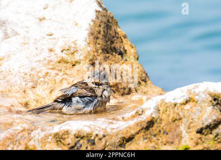 Sparrow prenant un bain entre les rochers Banque D'Images