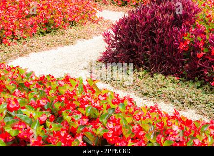 Trottoir courbés par le biais d'un parterre plein de fleurs rouges Banque D'Images