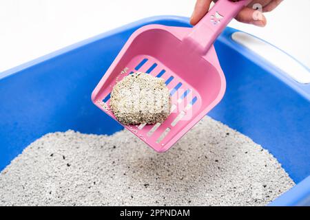 Bac à litière pour chat bentonite sur pelle rose à la maison. Plateau pour animaux bleu vif Propreté, soin des animaux et concept d'hygiène. Gros plan. Banque D'Images