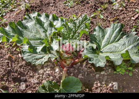 Jeune plante de rhubarbe commençant à fleurir Banque D'Images