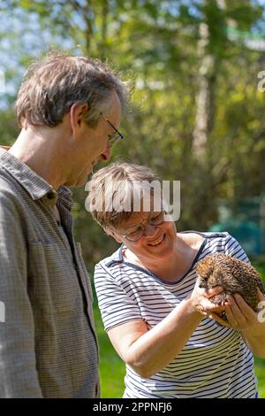 Femme tenant un hérisson (Erinaceidae) dans ses mains, le montrant à l'homme, Krummmsee, Malente, Schleswig-Holstein, Allemagne Banque D'Images