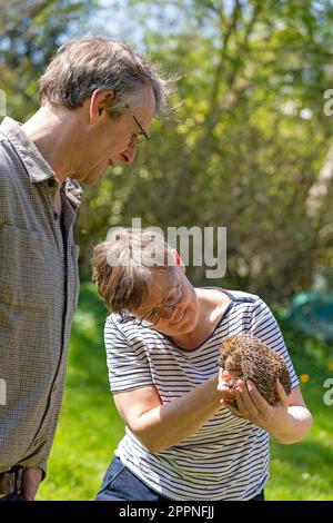 Femme tenant un hérisson (Erinaceidae) dans ses mains, le montrant à l'homme, Krummmsee, Malente, Schleswig-Holstein, Allemagne Banque D'Images