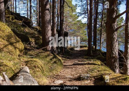 Un sentier entouré de grands arbres dans la forêt. Boverfjorden, Surnadal, Norvège. Banque D'Images
