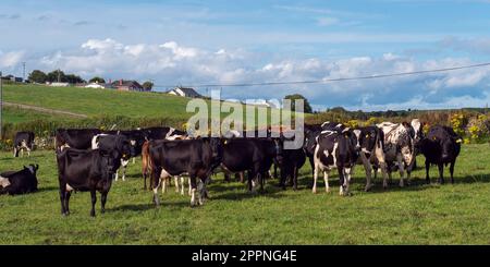 Un troupeau sur un pâturage vert d'une ferme laitière en Irlande. Un champ d'herbe verte et du bétail sous un ciel bleu. Paysage agricole, vache sur fiel d'herbe verte Banque D'Images