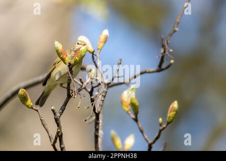 Le mouffpaille (Phylloscopus Collybita) cueille les pucerons de la mouche verte des nouveaux bourgeons des arbres. Burley-in-Wharfedale, West Yorkshire, Royaume-Uni Banque D'Images