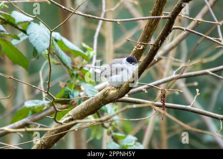 casquette noire mâle sylvia atricaplla perchée dans un arbre Banque D'Images