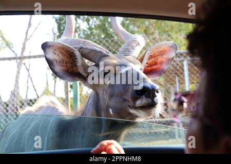 RAMAT GAN, ISRAËL - 25 SEPTEMBRE 2017 : c'est un curieux antilope Eland dans le parc safari à la fenêtre ouverte d'une voiture. Banque D'Images