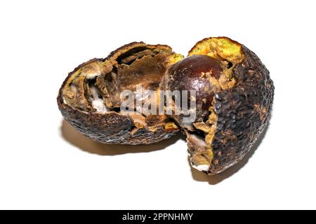 Avocat pourri avec moule divisé en deux. L'avocat est gâté. Pourriture des fruits de l'avocat sur fond blanc. Banque D'Images