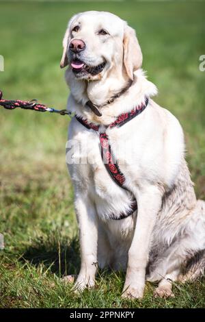Labrador Retriever Banque D'Images
