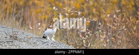 Saule Ptarmigan, Lagopus lagopus, oiseaux dans la toundra au Yukon, au Canada, en automne Banque D'Images