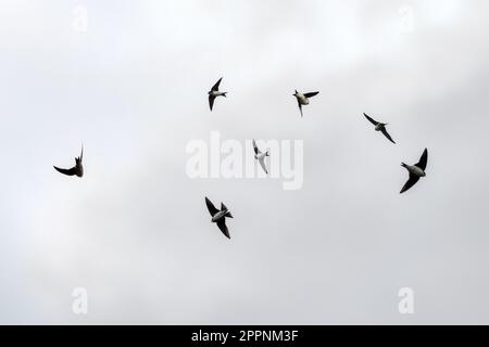 Une image composite de la maison de swooping martins (Delichon urbicum), West Yorkshire, Royaume-Uni Banque D'Images