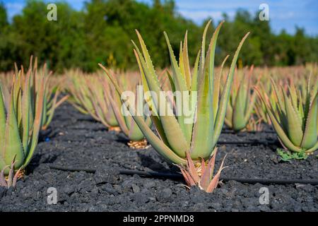 Plantation d'aloès Vera sur l'île de Fuerteventura dans les îles Canaries, Espagne - sol sec cultivé avec des plantes succulentes utilisées pour les soins sains de la peau par Banque D'Images