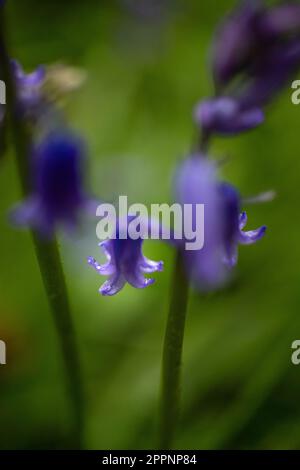 Image en gros plan de belles fleurs de printemps de Bluebell anglais également connu sous le nom de jacinthoides non-scripta West Sussex Royaume-Uni Banque D'Images