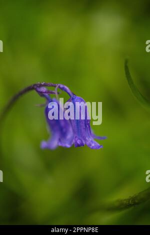 Image en gros plan de belles fleurs de printemps de Bluebell anglais également connu sous le nom de jacinthoides non-scripta West Sussex Royaume-Uni Banque D'Images