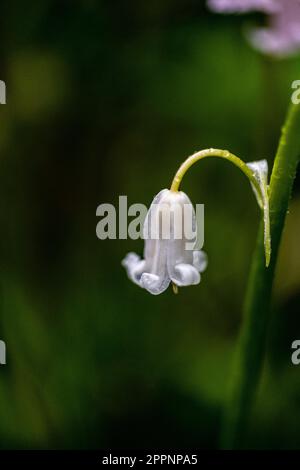 Image en gros plan de belles fleurs de printemps de Bluebell anglais également connu sous le nom de jacinthoides non-scripta West Sussex Royaume-Uni Banque D'Images