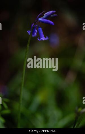 Image en gros plan de belles fleurs de printemps de Bluebell anglais également connu sous le nom de jacinthoides non-scripta West Sussex Royaume-Uni Banque D'Images