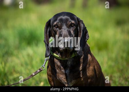 Chien de montagne bavarois, Bayerischer Gebirgsschweißhund Banque D'Images