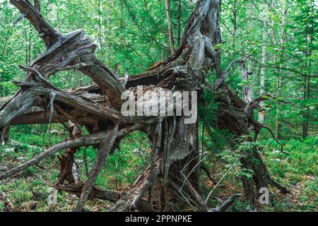 Reste d'un arbre sec et mort retourné racines grises. Les vieux arbres de racines sèches se sont sortis du sol. Banque D'Images