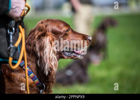 Setter Irlandais rouge Banque D'Images