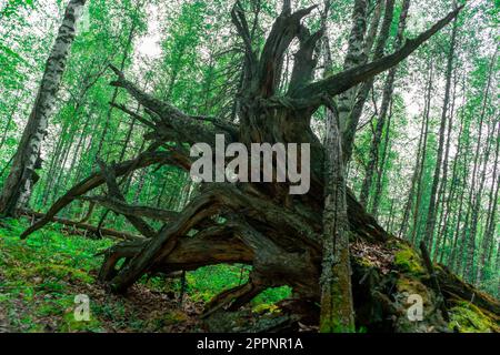 Reste d'un arbre sec et mort retourné des racines grises. Les vieux arbres de racines sèches se sont sortis du sol. Banque D'Images
