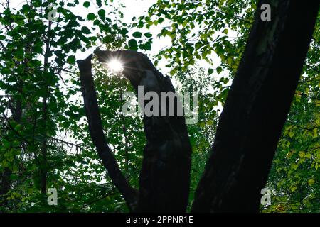 Restes d'arbre sec et mort retourné racines grises. Les vieux arbres de racines sèches se sont sortis du sol Banque D'Images