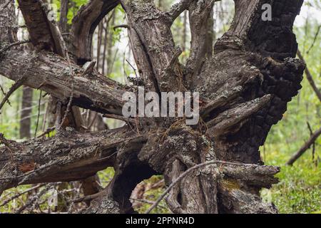 Reste d'un arbre sec et mort retourné des racines grises. Les vieux arbres de racines sèches se sont sortis du sol. Banque D'Images