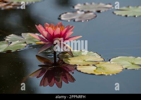Un nénuphars rose foncé (Nymphaeaceae) dont l'image se reflète à la surface de l'étang Banque D'Images
