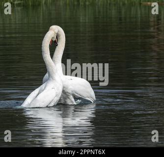 Mute Swan (cygnus olor) cour. Cette paire de cygnes muets de reproduction montre un beau comportement de cour pendant l'accouplement. Banque D'Images