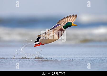 Canard colvert (Anas platyrhynchos) canard mâle / drake dans le plumage de reproduction qui s'enracine de l'eau dans l'étang / le lac Banque D'Images