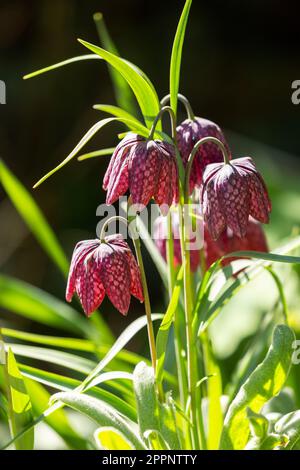 Fritilaria meleagris tête de serpent floraison frilalaire en avril en Écosse Banque D'Images