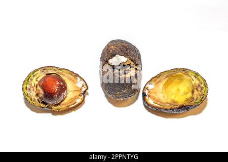 Avocat pourri avec moule divisé en deux. L'avocat est gâté. Pourriture des fruits de l'avocat sur fond blanc. Banque D'Images