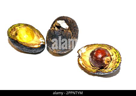 Avocat pourri avec moule divisé en deux. L'avocat est gâté. Pourriture des fruits de l'avocat sur fond blanc. Banque D'Images