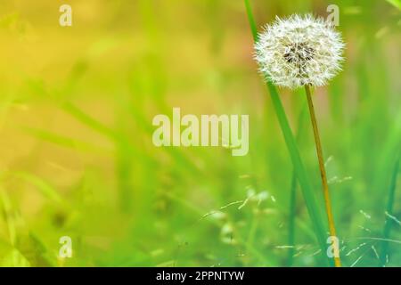 Gros plan de Dandelion décoloré sur fond vert. Taraxacum officinale. Banque D'Images